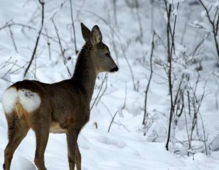 Prekinuta lovna sezona: Snijeg donio mir za divljač