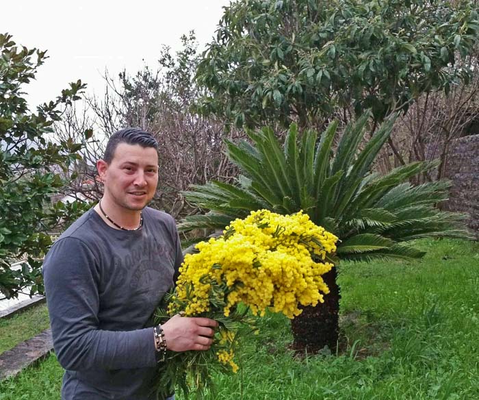 Okasnio cvijet zbog hladnoće: Dadove mimoze tek počele da žute