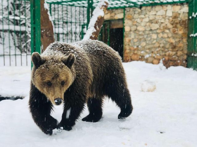 Kad snijeg padne u Prihvatilište najsrećniji je medvjed Ljubo!