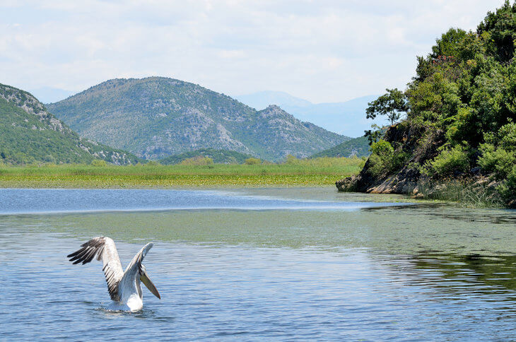 Vidljivi rezultati u očuvanju ribljeg fonda Skadarskog jezera