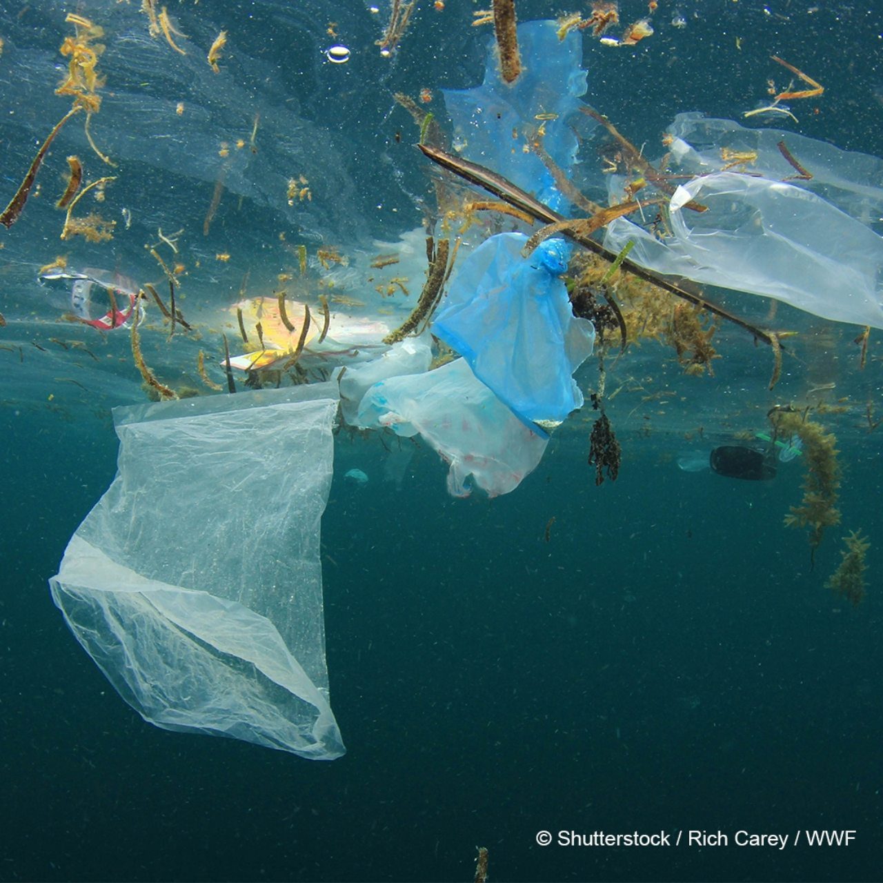 Sat za planetu: Skini se sa plastike, navuci se na prirodu!