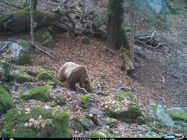 Divlji svijet naše Biogradske gore: Snimljen novi medvjed