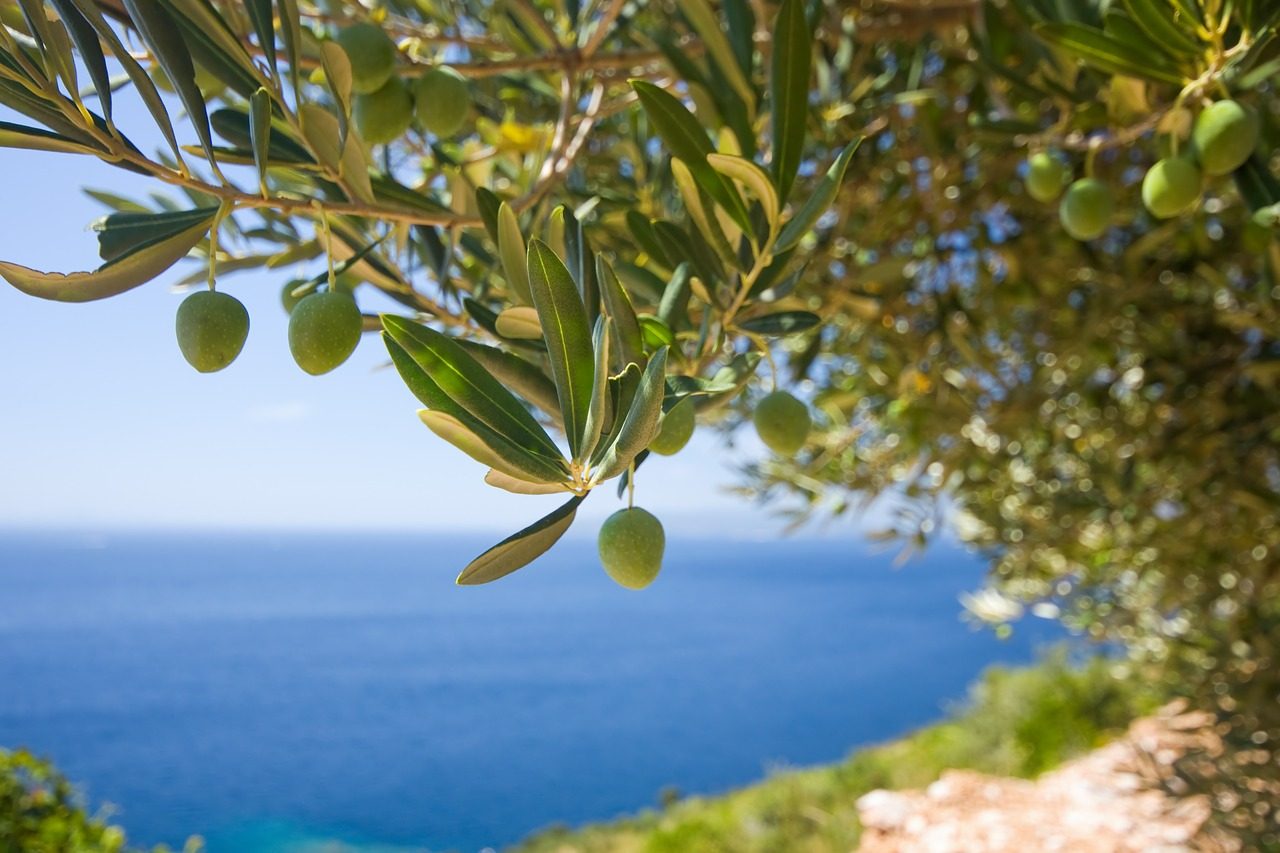 Ukusi Mediterana: “Bokeška maslina” 19. juna u Tivtu
