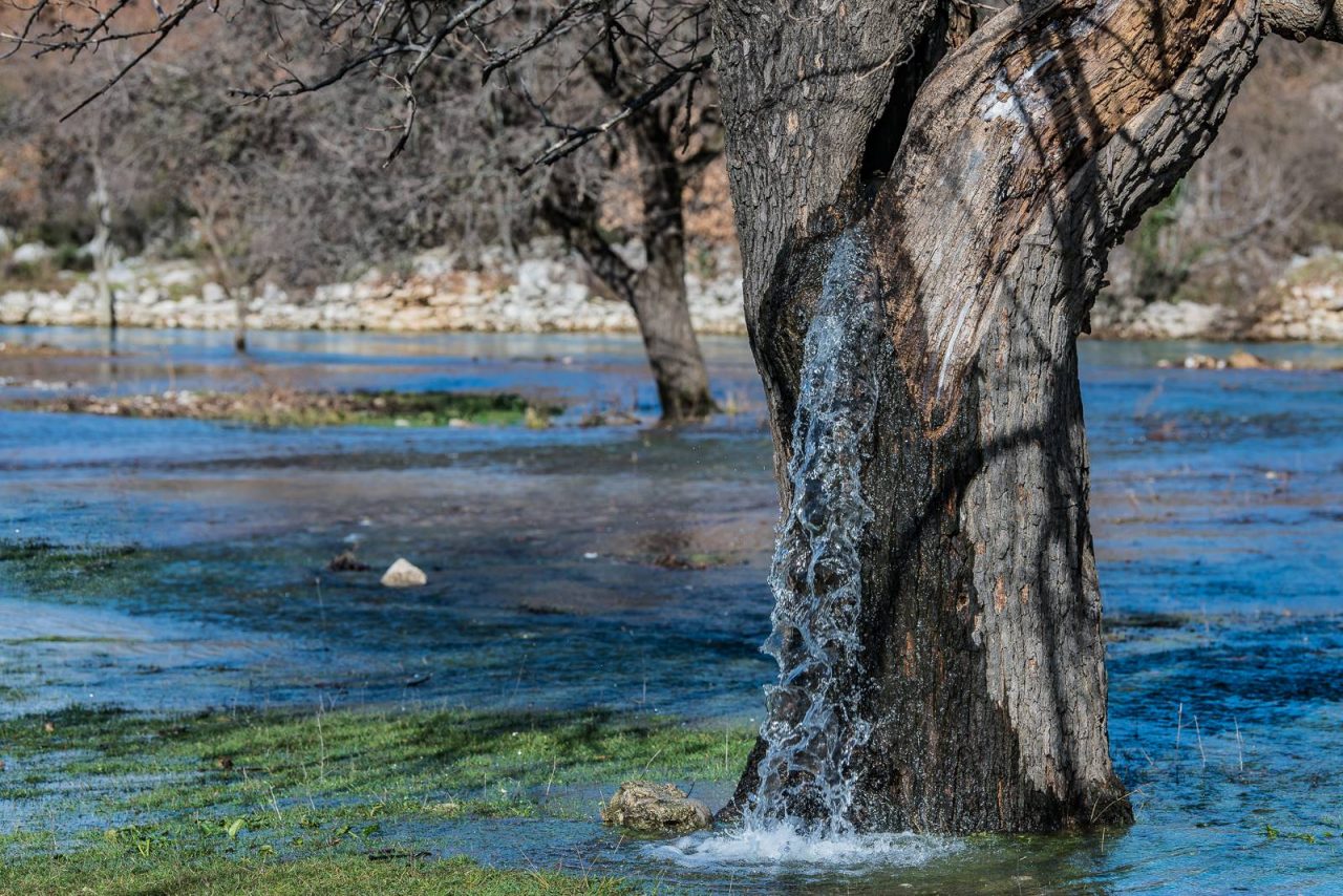 Da li ste znali za neobično drvo iz kog izvire voda?