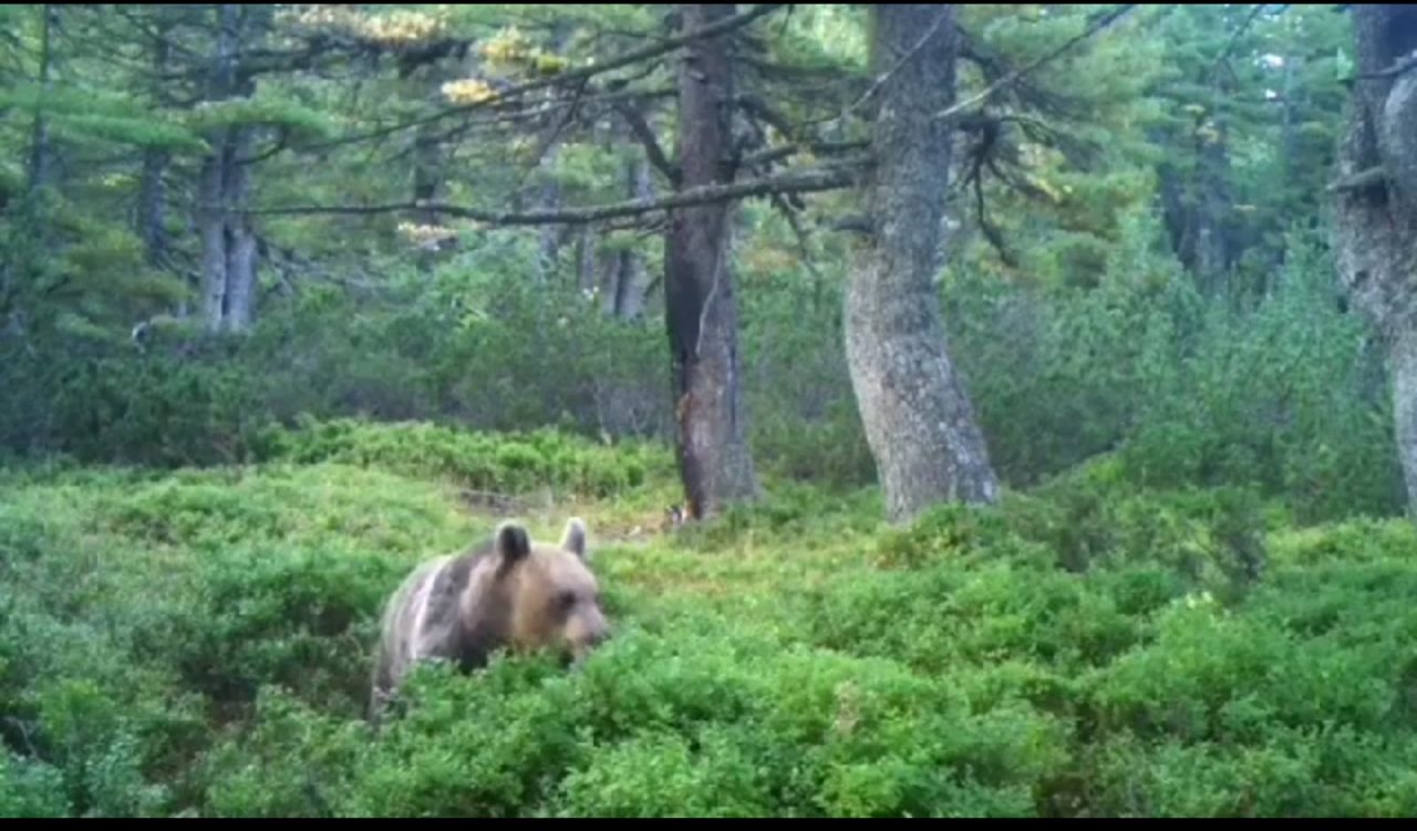 Divlja priroda Hajle: Čekajući risa, pojavio se medvjed