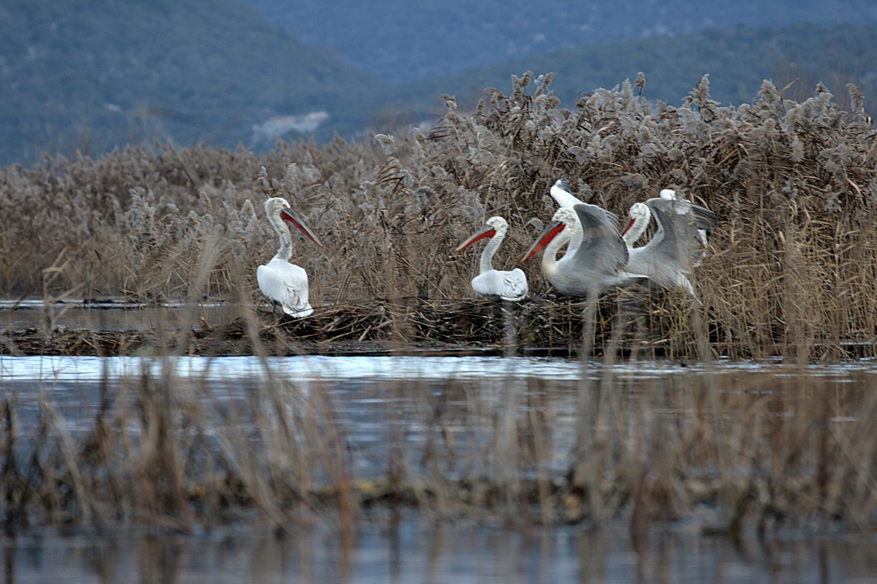 Ove godine nova 73 pelikana na Skadarskom jezeru