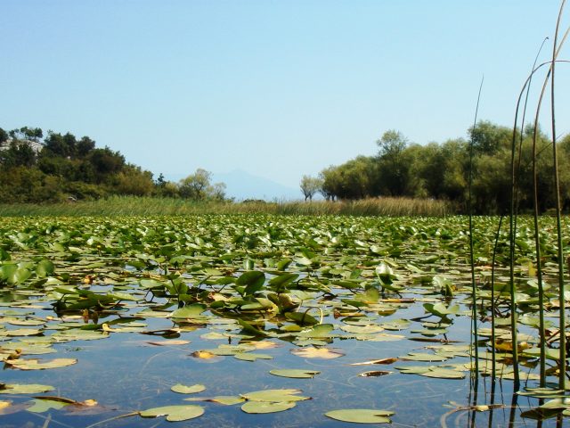 Sportski ribolov dozvoljen na Crnom i Biogradskom jezeru, na Skadarskom isključivo izlov jegulje