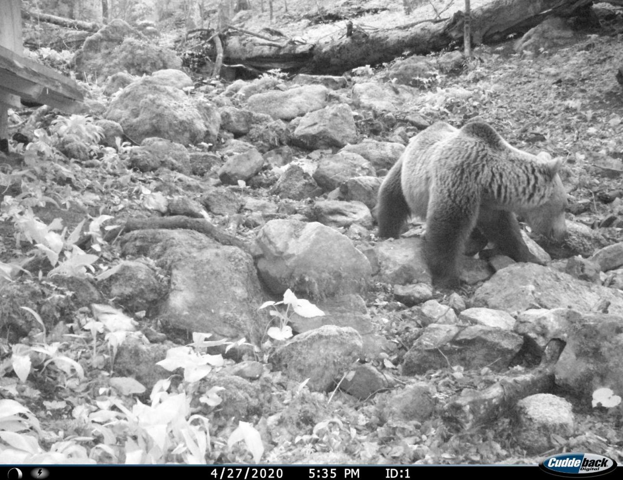Mrki medvjed često posjećuje hranilište u NP Biogradska gora
