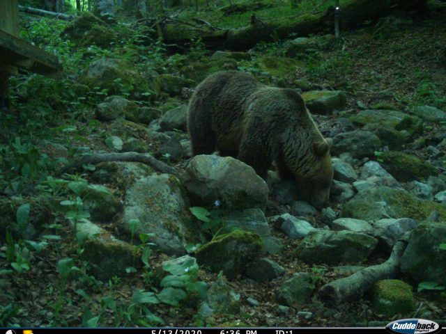 Biogradska gora: Mrki medvjed u potrazi za hranom (VIDEO)