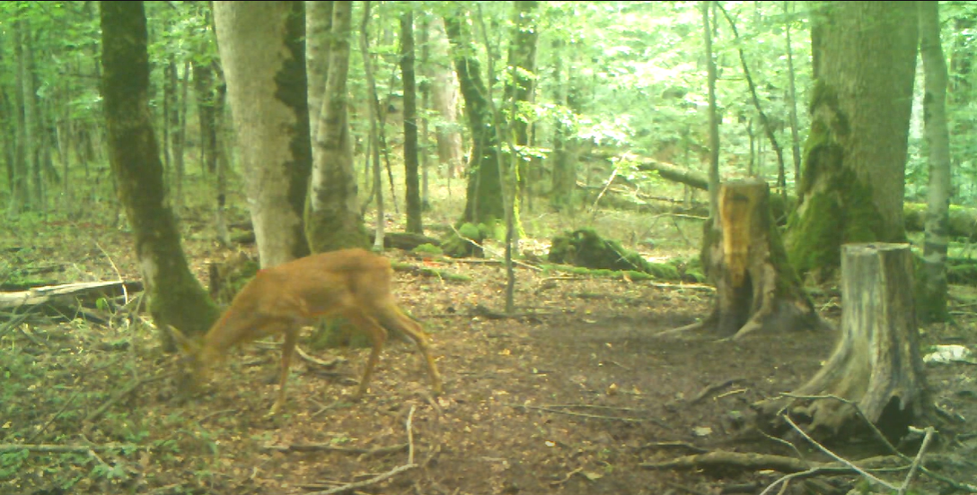 U Biogradskoj gori snimljeni jelen i srna