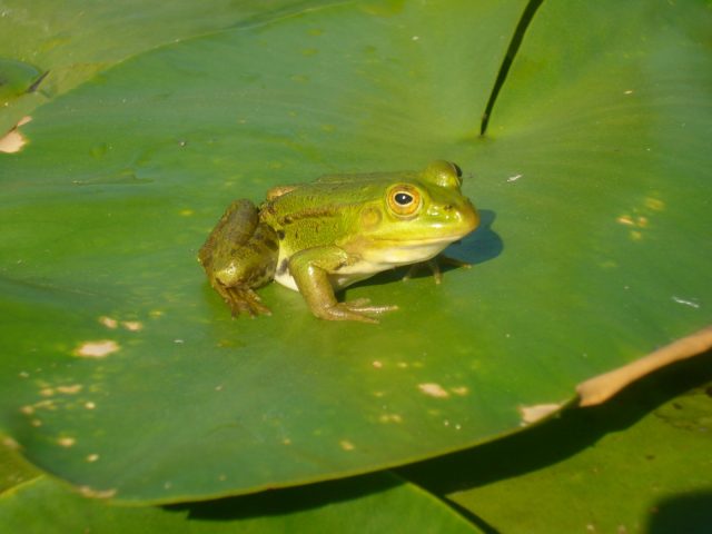 Skadarska žaba na 28 lokacija duž obale Skadarskog jezera