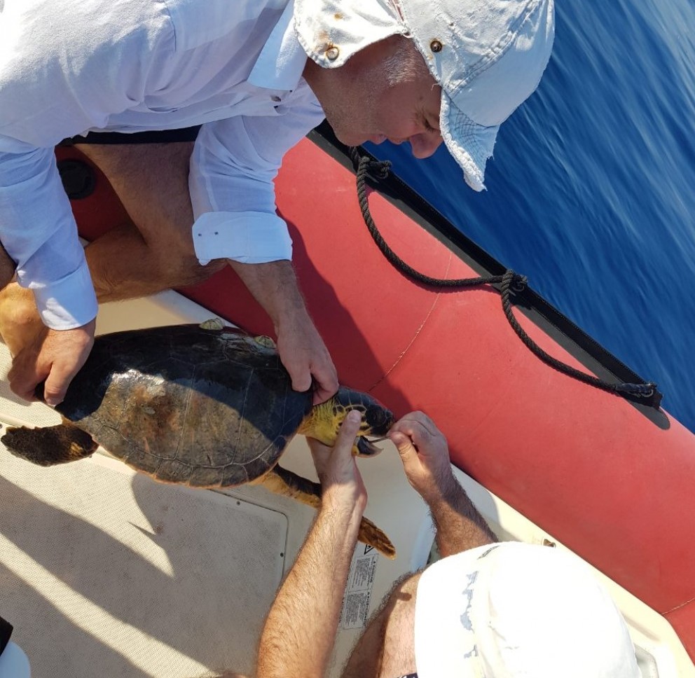 Pogledajte video spašavanja morske kornjače kod Platamuna
