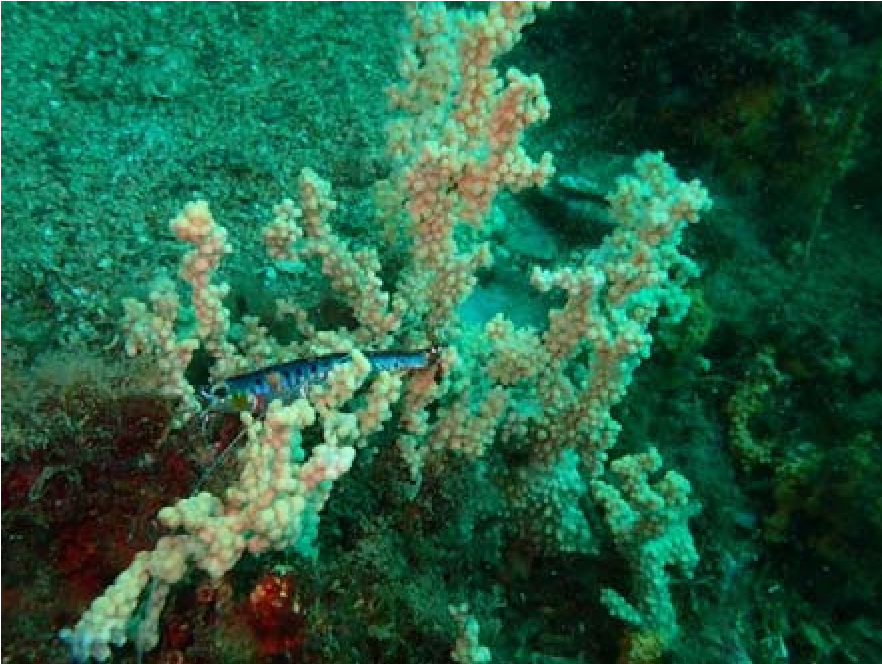 Započelo istraživanje i promocija koralnih zajednica u Boki