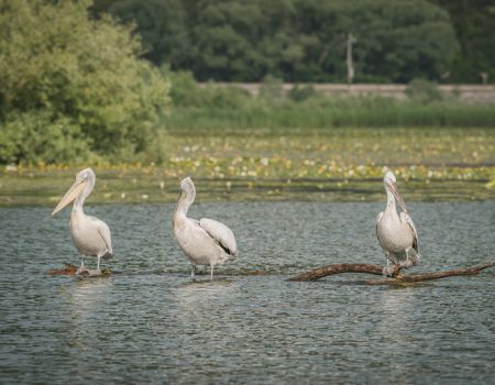 Crna Gora ove godine bogatija za 66 pelikana