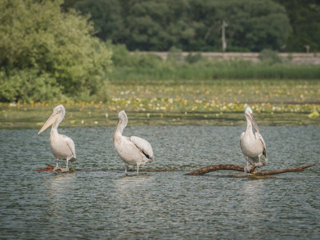 Crna Gora ove godine bogatija za 66 pelikana