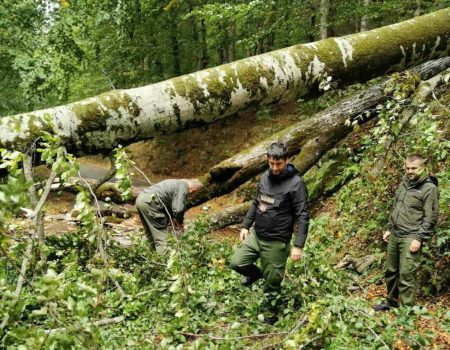 NP Biogradska gora zatvoren za posjete zbog oborenih stabala