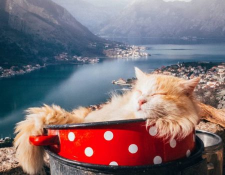 A story about the cats of Kotor