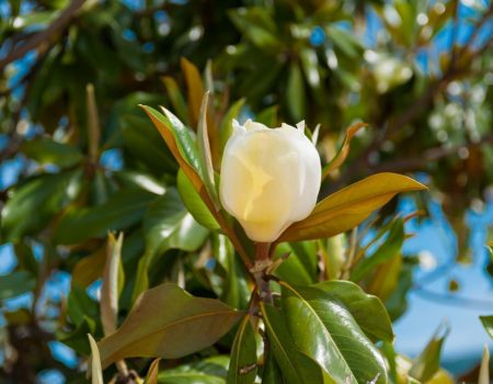 Priča o magnoliji i Tivtu: Otkud najstariji cvijet u najmlađem gradu?