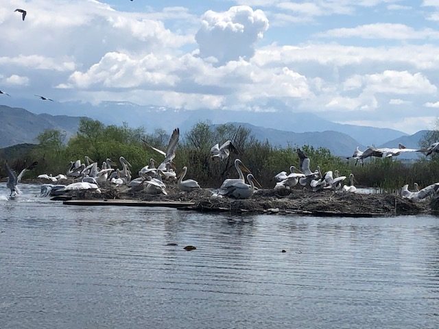 NP Skadarsko jezero: Kolonija pelikana uvećana za 150 mladih