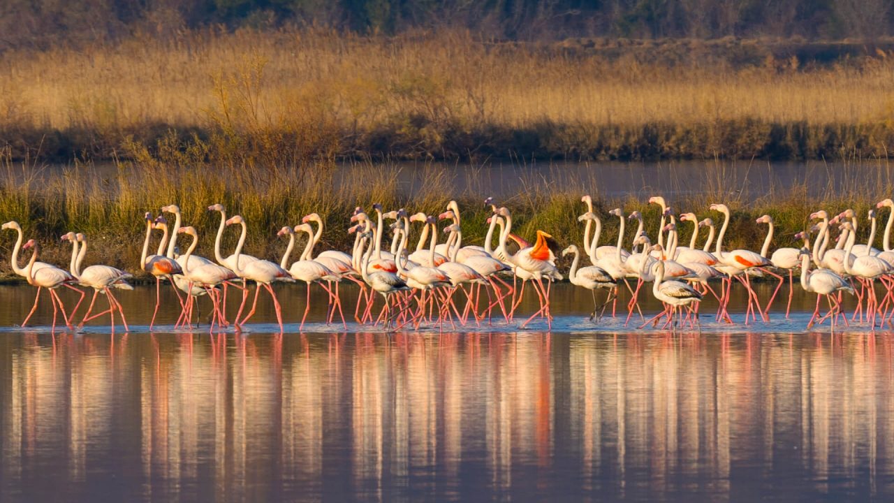 Ne propustite: Flamingos ture u Ulcinjskoj solani