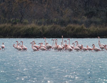 Ružičasta subota i priča o fotkanju flamingosa ?