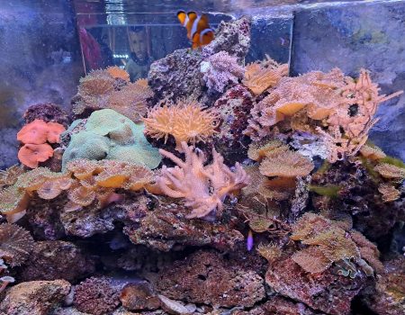 Zlatni korali – bogatstvo Boke Kotorske