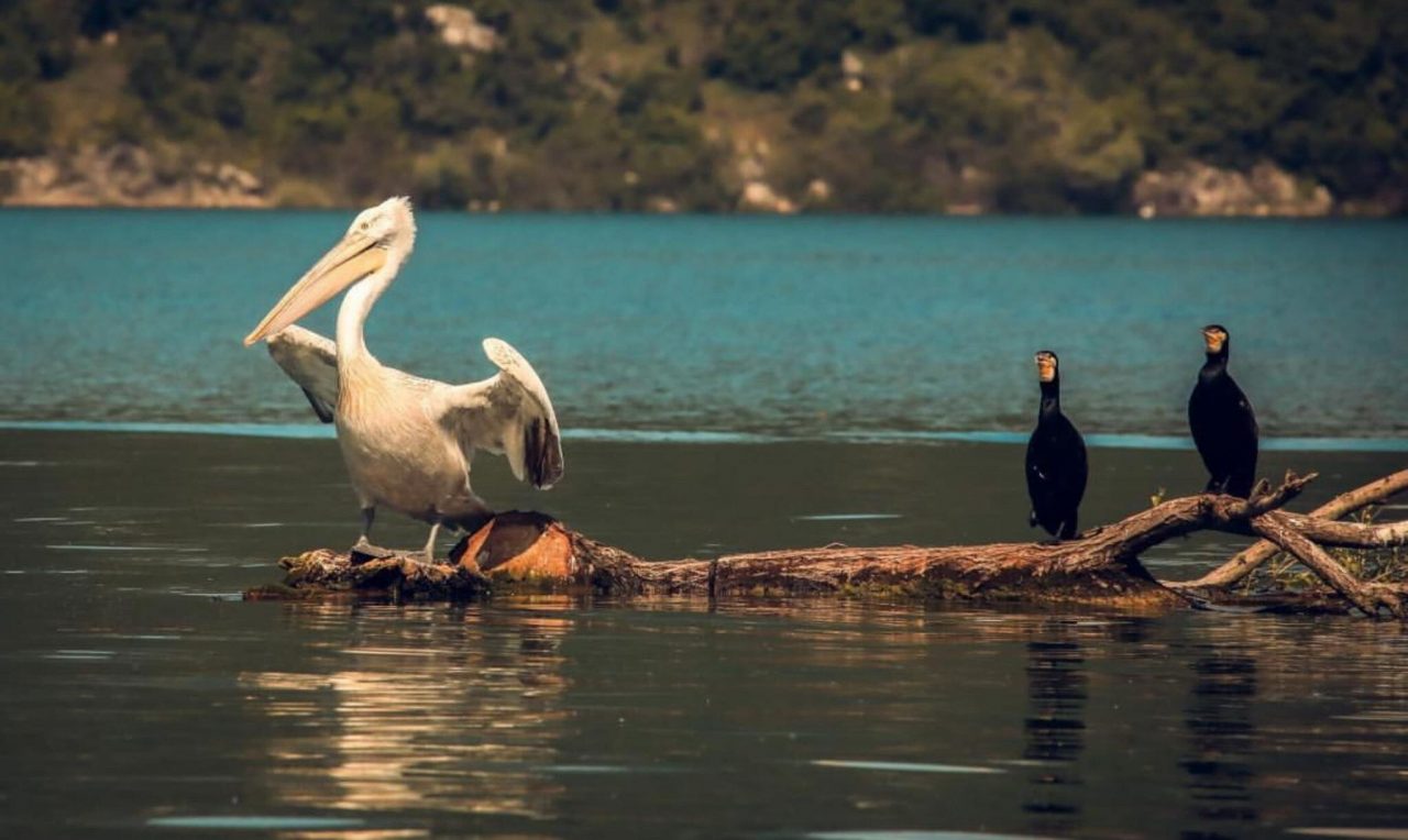 Pelikani, vino i priče sa Skadarskog jezera oduševili medije iz Slovenije