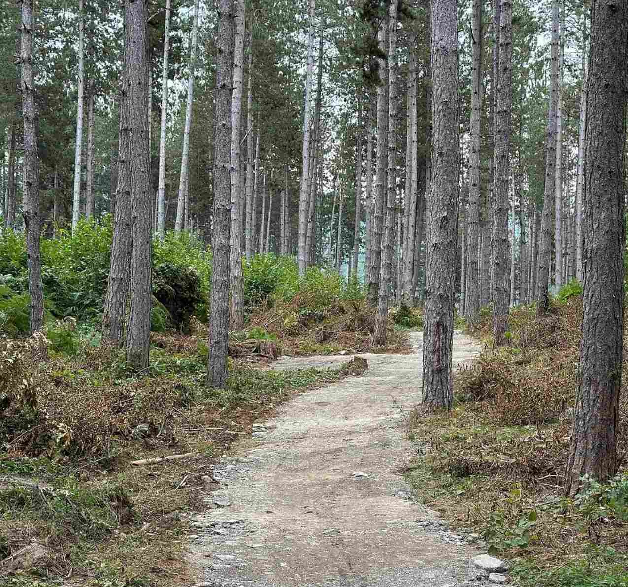 Plav dobio uređenu stazu kroz borovu šumu