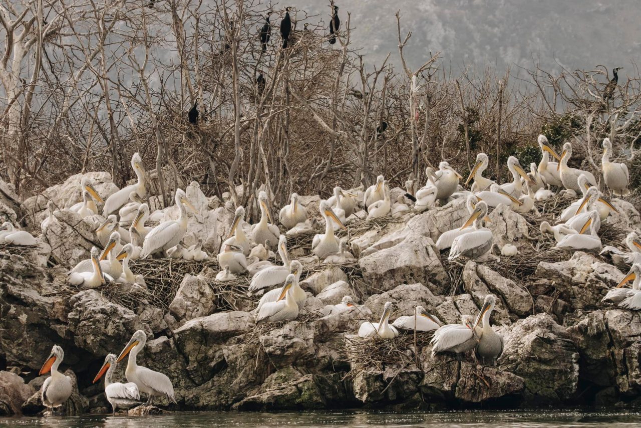 Ostrvo Mali Moračnik – sigurna luka za pelikane