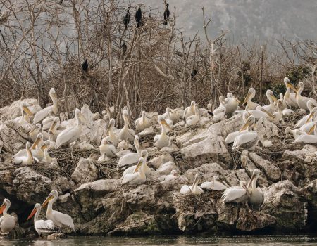 Ostrvo Mali Moračnik – sigurna luka za pelikane