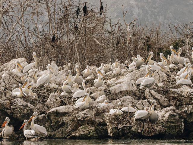 Ostrvo Mali Moračnik – sigurna luka za pelikane