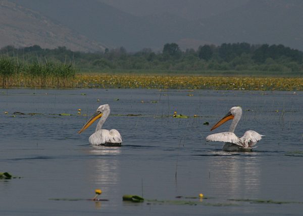 NP Skadarsko jezero proglašeno UNESCO rezervatom biosfere