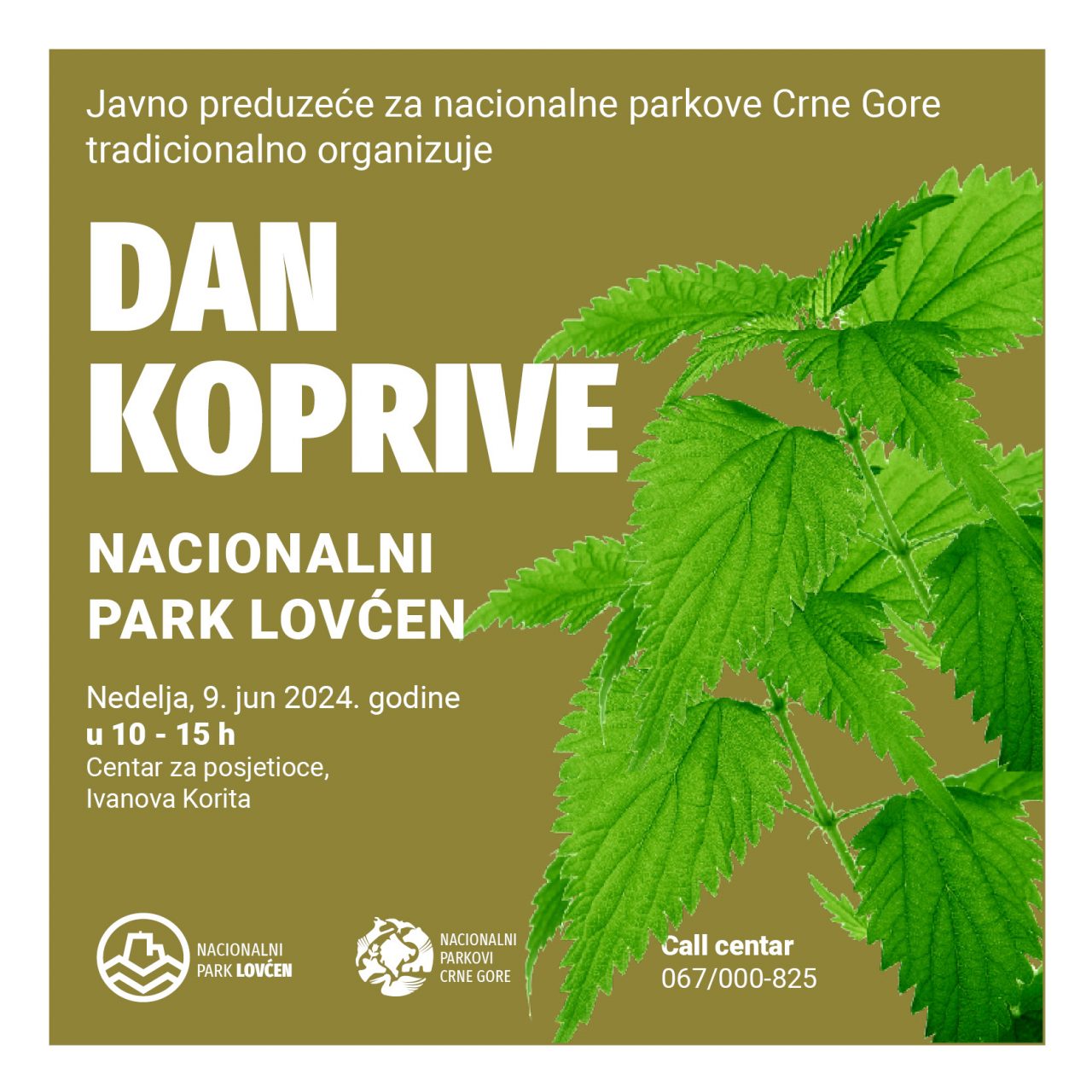 Posjetite “Dan koprive” u Nacionalnom parku Lovćen 9. juna