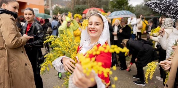 Mimoza miriše i poziva: Fešta je počela!