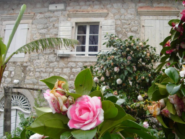 Fešta kamelija u nedjelju, 6. aprila