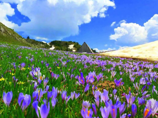 Sajam ljekovitog bilja 25. jula u Kolašinu