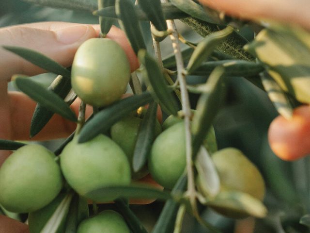 Posljednji oktobarski vikend posvećen maslini u Luštica Bay-u