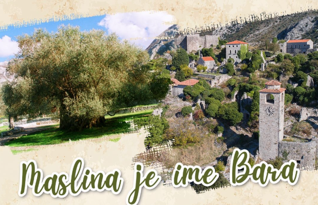 Maslinijada u Starom Baru od 12-14. decembra