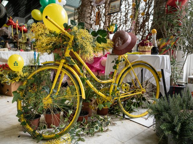 Mimoza u ruci, ljubav u srcu: Otvorena tradicionalna Izložba cvijeća