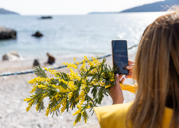 Svečana završnica 57. Praznika mimoze 28. februara