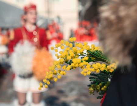 Don’t Miss the Mimosa Event on Mount Orjen