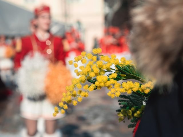 Don’t Miss the Mimosa Event on Mount Orjen