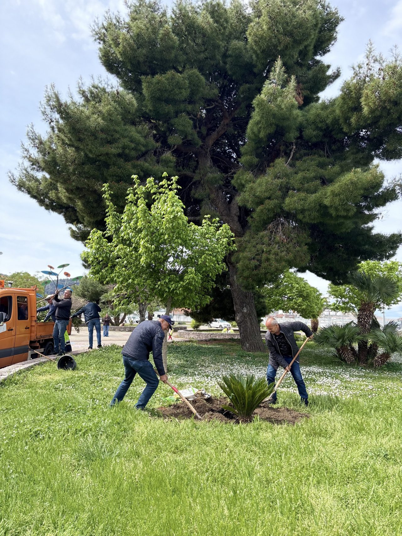 TO Bar: Cikas palma kao simbol očuvanja prirode