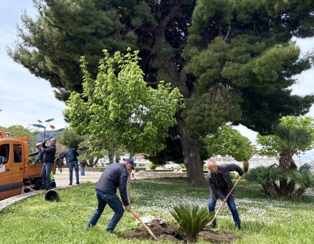 TO Bar: Cikas palma kao simbol očuvanja prirode